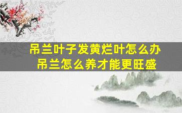 吊兰叶子发黄烂叶怎么办 吊兰怎么养才能更旺盛